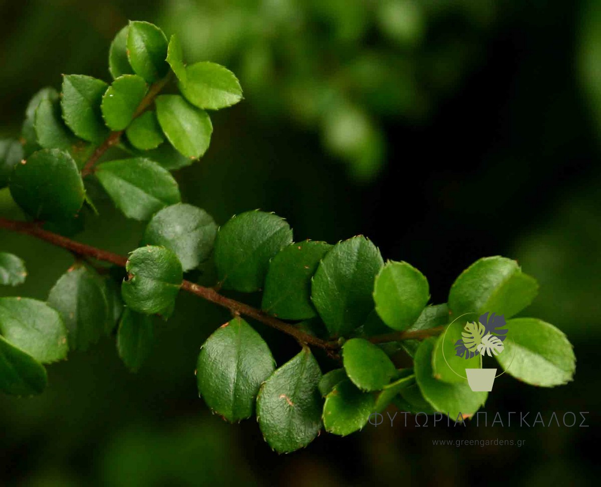 Μυρσίνη (Myrsine africana) – Αειθαλής Θάμνος για Χαμηλούς Φράχτες - 2